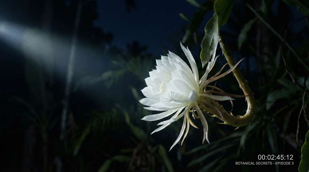 大象传媒植物视频-夜间开花延时摄影